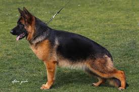 public/dog_images/925/1777070773.Nera vom Aggerdeich.jpg